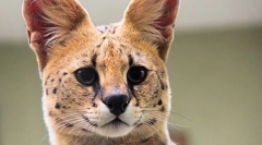 Servell - smanjena verzija cheetah